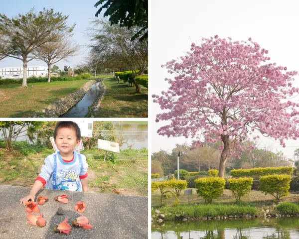 [嘉義]期間限定，獨樹一幟的洋紅風鈴木，在大林明華濕地浪漫相遇/嘉義大林親子景點