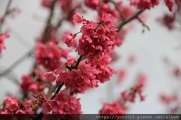 陽明山景點／東昇路風尾步道櫻花開