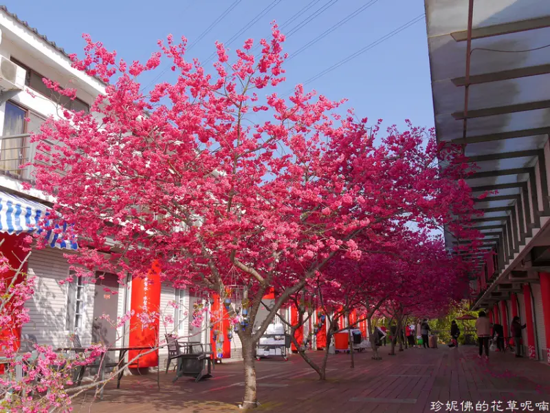 【苗栗-三義鄉】2021三義藝術村櫻花渡假會館櫻花棧道賞櫻