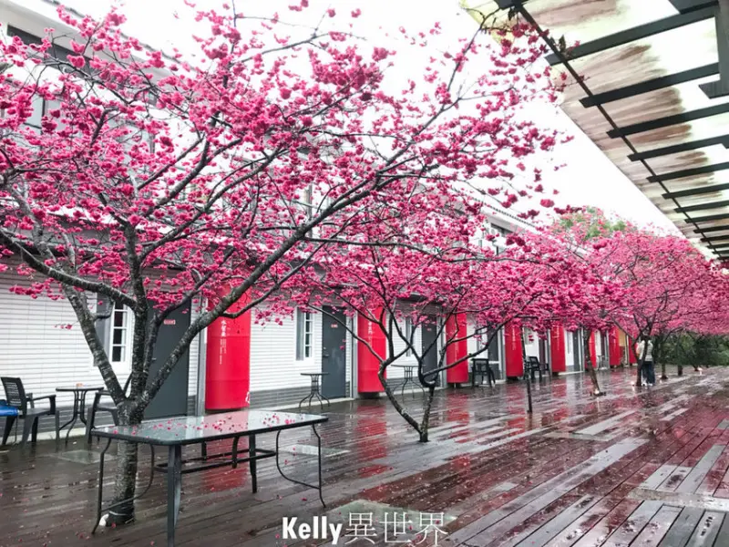 |苗栗三義景點 三義櫻花渡假會館 浪漫遊走在八重櫻花樹下|