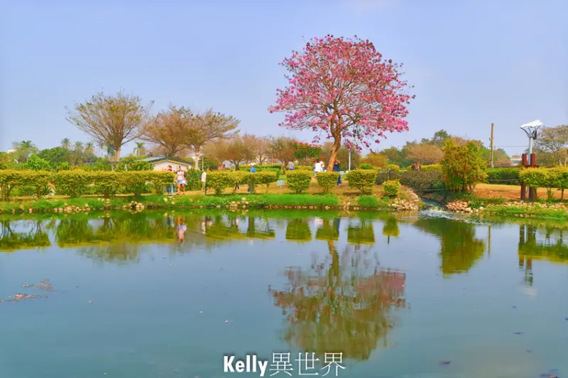 |嘉義大林景點 大林明華濕地生態園區 粉紅風鈴木 萬綠叢中一點紅 還有落羽松木棉花 浪漫來臨 季節限定|