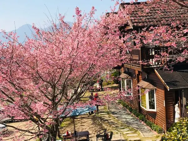 拉拉山免門票絕佳的賞櫻秘境|觀雲休憩山莊|楓墅休憩庭園|悠閒坐在櫻花樹下用餐好浪漫|隱藏版的櫻花隧道|我最愛的私房賞櫻景點