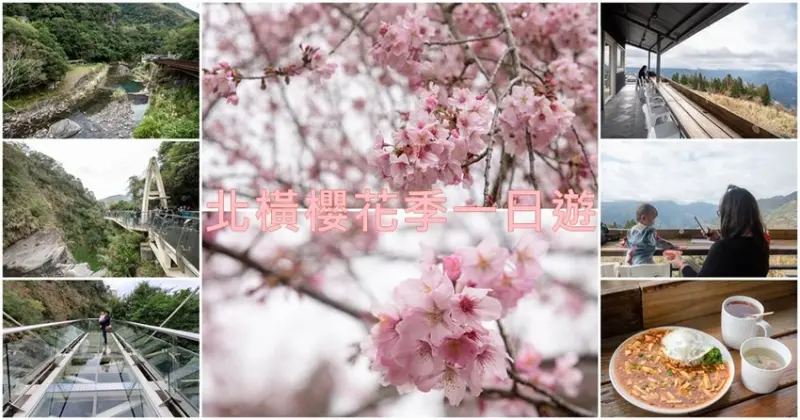 【北橫櫻花季一日遊】恩愛農場賞櫻花｜無敵美景配午餐｜天空步道挑戰刺激懸空感 - 潔妮食旅生活