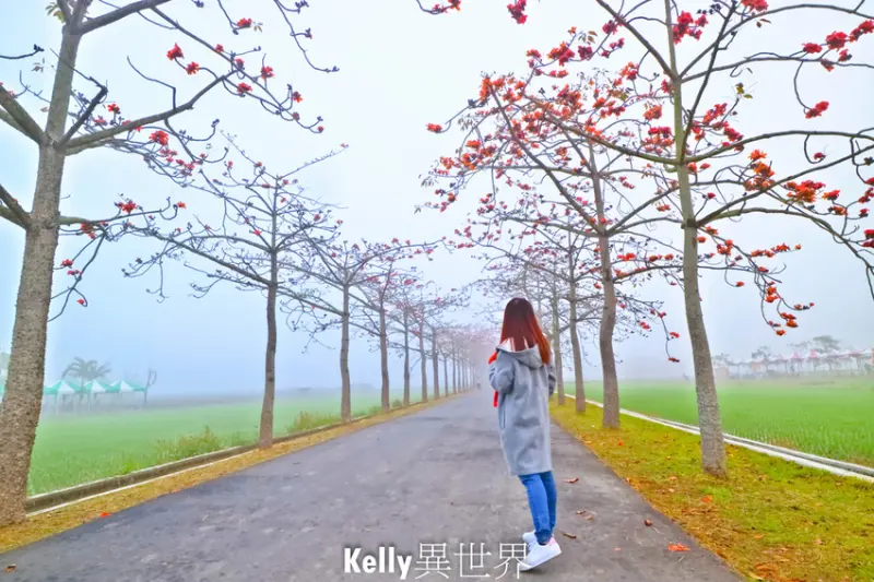 |台南白河景點 白河林初埤木棉花道 2020木棉花節已開跑 木棉花樹交織而成浪漫的林蔭大道 季節限定|