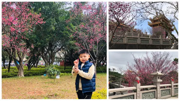 圓圓家出去玩-<林口景點>林口竹林寺不只是信仰中心，櫻花季時更是美不勝收的賞櫻好去處