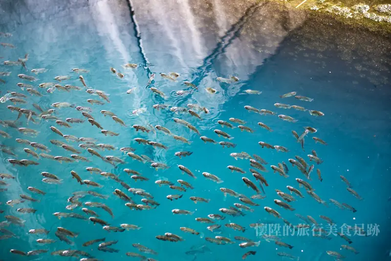 絕美的河邊散步行程，水面上的金色夕陽，看見河底魚世界「河底景觀隧道」