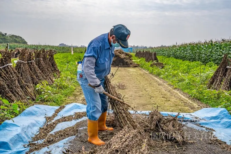 【台南小農】台南黑芝麻田收成，原來黑芝麻這樣採收