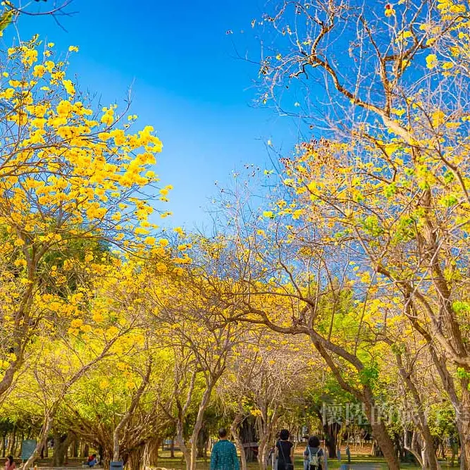 【台南景點】黃花風鈴木大綻放！在黃花風鈴木下散步，浪漫的金色台南景點：竹溪河畔&億載公園