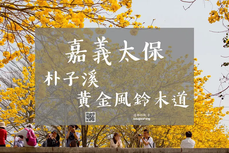 【遊記│嘉義太保】朴子溪黃金風鈴木大道(2020.3.1最新花況)