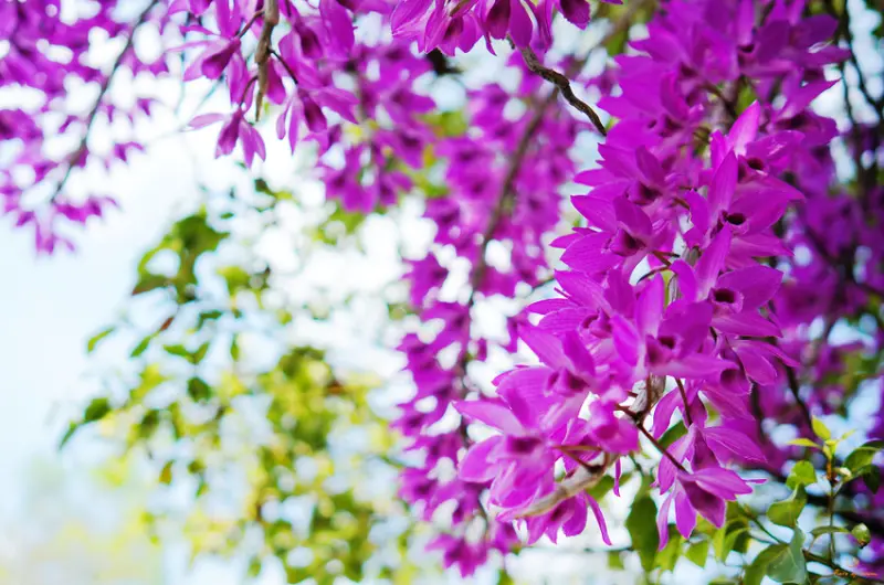 (景-台南玉井) 雙秀園園藝餐廳 / 可免費入園觀賞老闆花藝的園藝餐廳