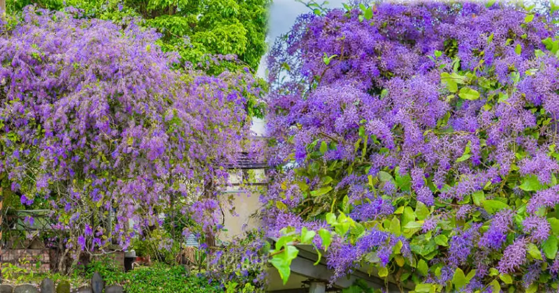 【台南秘境】好浪漫！紫花瀑布大綻放，花團錦簇的免費台南賞花秘境：雙秀園園藝餐廳 錫葉藤