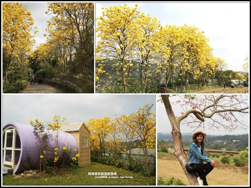 新竹新埔。季節限定巨埔休閒農場黃金風鈴木大爆開｜新埔粄條好好吃