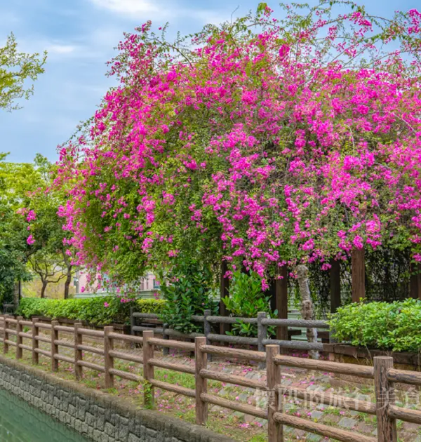 【台南景點】粉色浪漫！台南最綻放的兩棵九重葛花球，整個城市都是我的花園