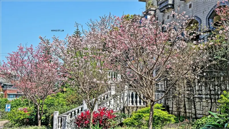 【新北景點】新店安坑賞櫻去～看櫻花不用舟車勞頓出遠門，綠中海社區粉紅櫻花大盛開，人行走道也有櫻花
