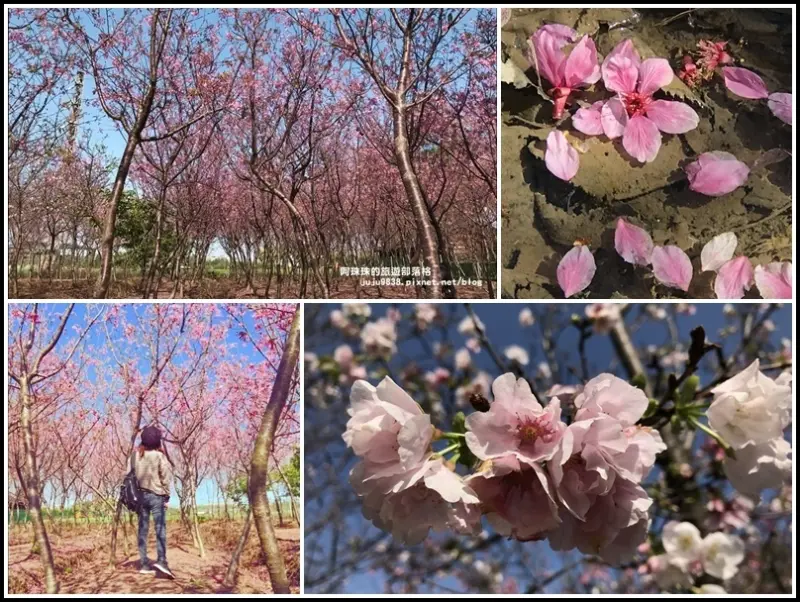 桃園。平鎮賞櫻秘境｜夢幻櫻花林好拍免門票