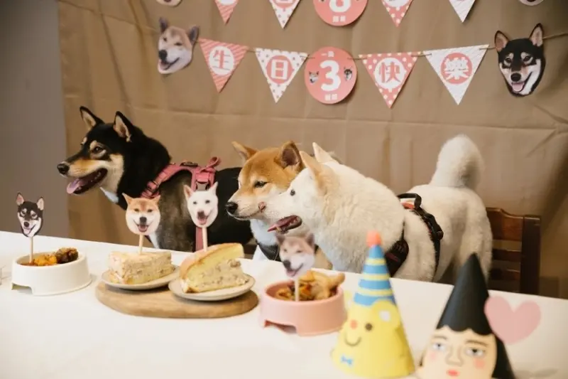 黑吉良食｜台中寵物複合式專門店，除了美食還有寵物餐點及寵物慶生服務唷～
