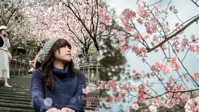 【台北賞櫻景點】內湖碧山巖：淡粉色椿寒櫻紛飛，像極了愛情。