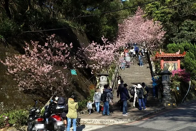 2021台北內湖碧山巖櫻花季｜2018台北內湖碧山巖櫻花季｜白石湖吊橋｜2018三峽大熊櫻花林｜舊址賞櫻花趣～
