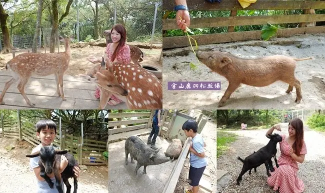 新北金山親子農場 ▶ 鹿羽松牧場 ▶ 近距離餵食梅花鹿、綿羊豬及跳跳羊 台版奈良、金山景點、2020新景點!