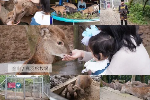 鹿羽松牧場｜梅花鹿｜綿羊豬｜跳跳羊｜台版奈良就在金山｜