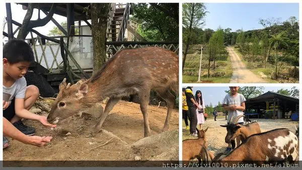圓圓家出去玩-<新北金山>金山也有可愛梅花鹿囉!!鹿羽松牧場，半山嶺上森呼吸，還能遠眺美麗海灣