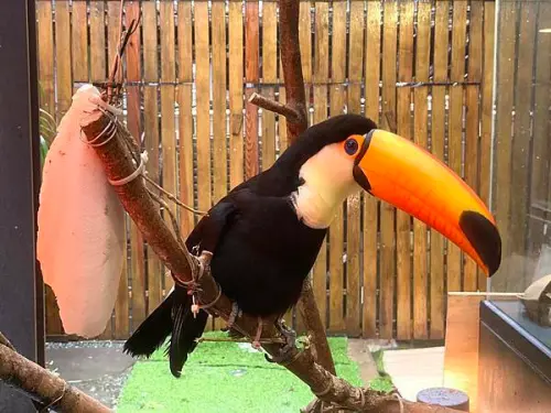 肉球森林 - 大嘴鳥~大嘴鳥~大嘴大嘴大嘴大嘴~大嘴鳥