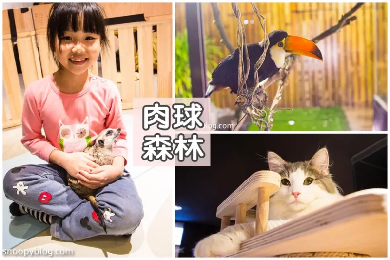 台北狐獴主題餐廳｜肉球森林～獅子王裡的丁滿真實現身，能與貓咪、狐獴與大嘴鳥親密互動超級療癒