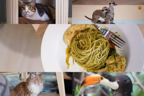 【台北美食】肉球森林｜狐獴｜大嘴鳥｜永康街｜主題餐廳｜近捷運東門站