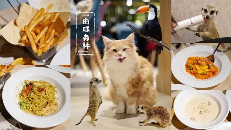 台北中正區新開幕『肉球森林』主題餐廳，療癒狐獴、逗趣大嘴鳥還有可愛的貓咪們，內用低消200元！近捷運東門站