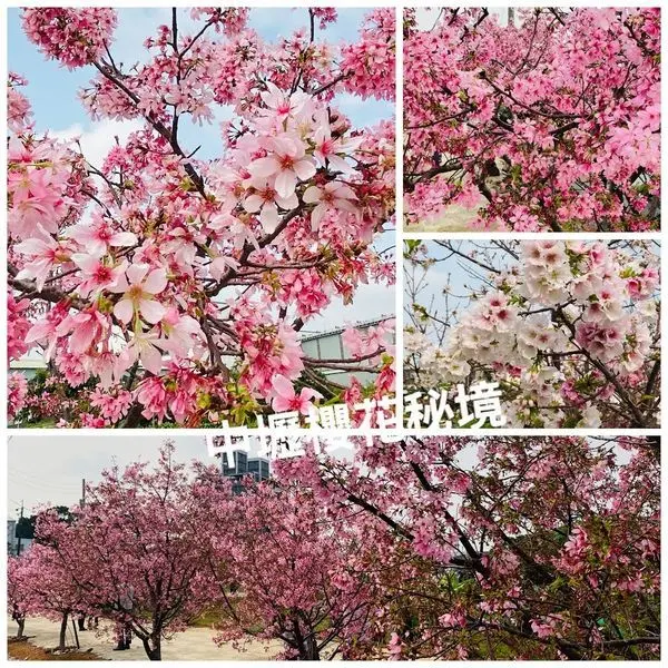 桃園賞櫻|桃園隱藏版櫻花巷|中壢櫻花秘境|整排富士櫻爆滿開|平易近人櫻花樹可近距離拍攝欣賞(2020/3/20最新花況)