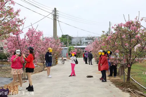 【桃園-中壢區】聖德路一段富士櫻小徑｜近201巷