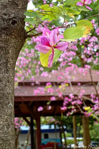 【台南。遊記】保證超夢幻！來羊蹄甲粉紅森林耍浪漫