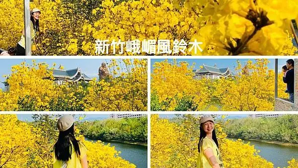 新竹最佳賞風鈴木盛地|金黃色花海爆滿開|金湖灣民宿|峨眉湖環湖步道(2021/3/13最新花況分享)