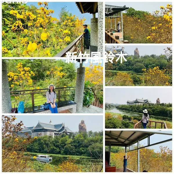 新竹風鈴木|最佳賞花點金湖灣民宿|免費賞花景觀座位|峨眉湖環湖步道|無子桶柑一顆只要2元好吃又便宜