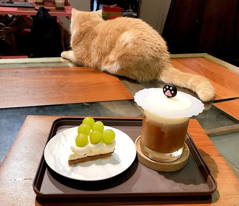 【慧。愛笑的吃貨】新竹蜜糖1990.手工甜點店.19隻貓陪伴的療癒下午茶時光