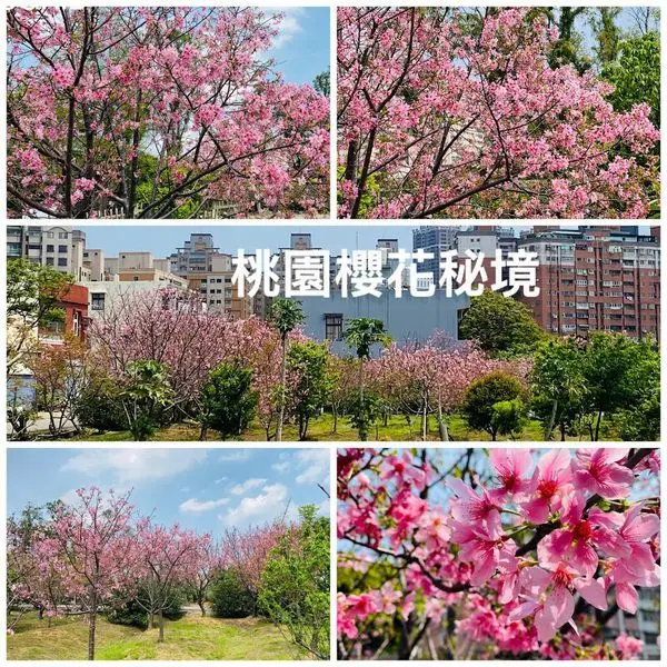 桃園最新櫻花秘境|寶慶路櫻花巷|桃園藝文特區櫻花|唾手可得的幸福就在身邊(2020/3/26最新花況)