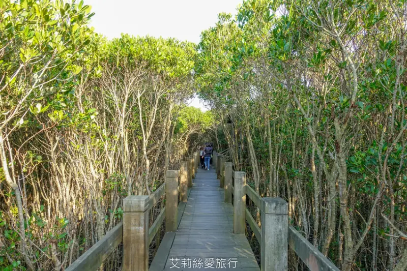親竹景點》龍貓場景重現？ 新豐紅毛港紅樹林生態保護區 穿梭綠油油的自然生態樹林 騎自行車兜風 - 艾莉絲愛旅行