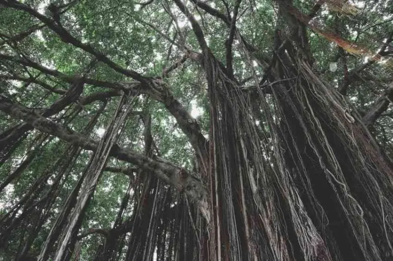 【2020 台中米其林必比登餐廳】馨苑小料理！精緻個人台式套餐