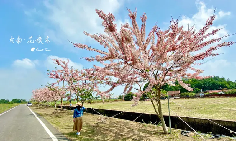 台南花旗木景點推薦，桃紅陣雨樹夢幻來襲！