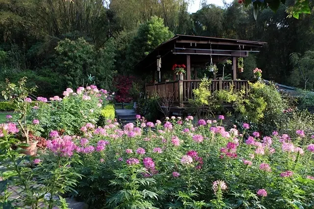 2021新北泰山｜應化大排生態園區｜泰山明志里醉蝶花～