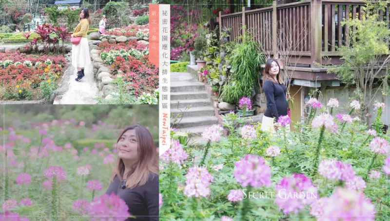 新北一日遊泰山景點 祕密花園應化大排生態園區醉蝶花海浪漫登場