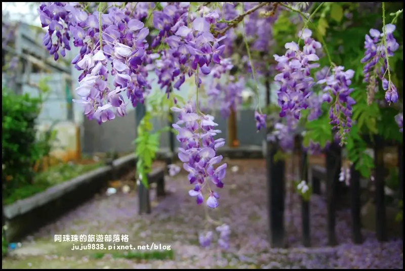 桃園龍潭。工二路紫藤花開｜上班途中的小確幸