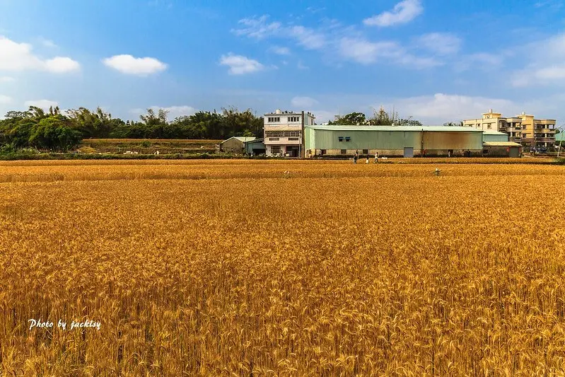 200314台中-大雅秀山路麥田