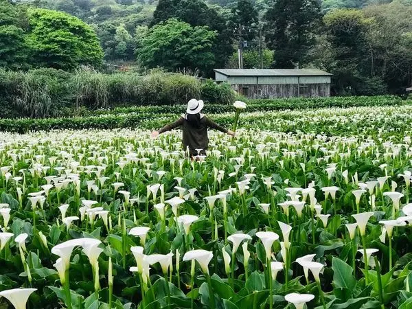 陽明山秘境|陽明山隱藏版海芋田|下七股野溪溫泉|愛心牛奶池|巧遇野生獼猴|台北野溪溫泉秘境