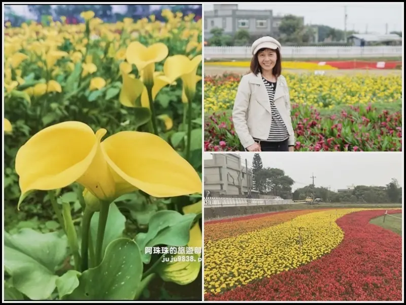 桃園。彩色海芋季｜官方活動取消花還是很美｜免費參觀唷!