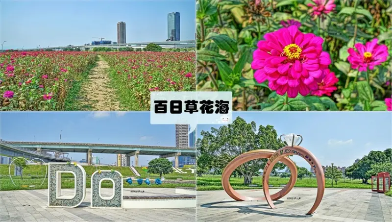 【新北景點】新北大都會公園／三重站～不用大老遠跑到山林中，在都市也能看到佔地近一公頃百日草大盛開