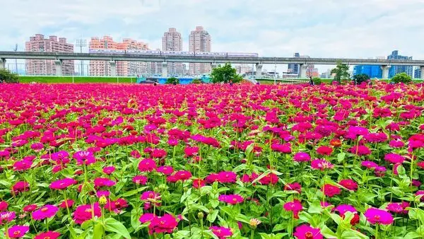 新北最新賞花景點|大都會公園|一葉致富百日草花海|2020最新地景樂園|瀑布滑草場|2020/4/12最新花況分享