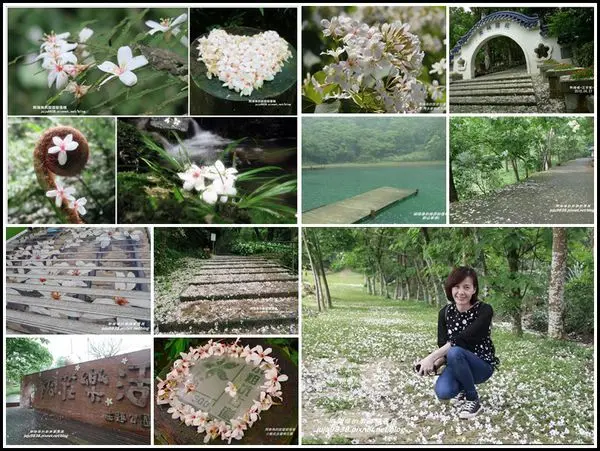 北部地區。賞桐景點懶人包(2020/04/30更新)龍潭三和村賞桐秘境｜和窯文創園區。甘家堡因為疫情的關係不對外開放。泰山義學坑步道桐花開