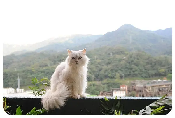 ▋猴硐貓村 ▋ 貓奴必到！世界六大貓咪天堂樂園，順遊山城小鎮散步喝咖啡～