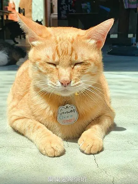 可愛又逗趣的　猴硐貓村　一起來尋找小貓咪在哪裡　探索人文與歷史　搭煤礦車　體驗早期採礦歷史　　新北親子寵物友善景點